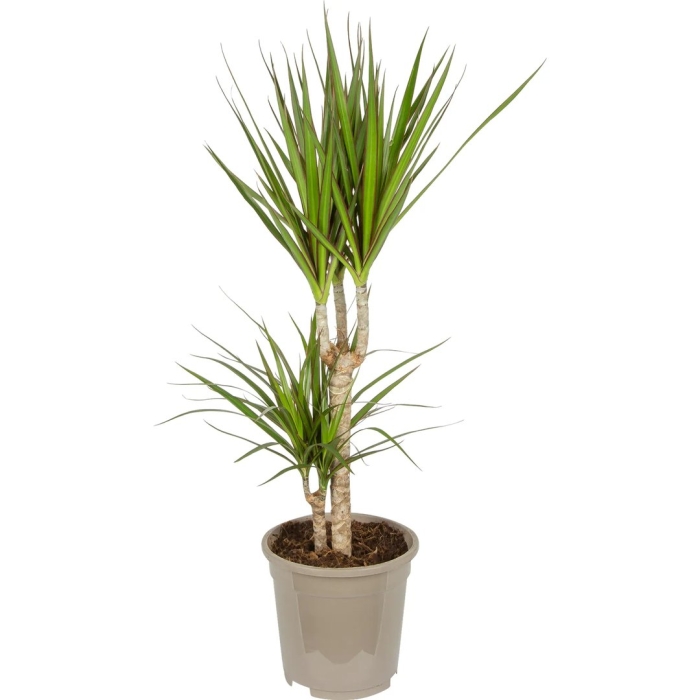 Драцена пальма