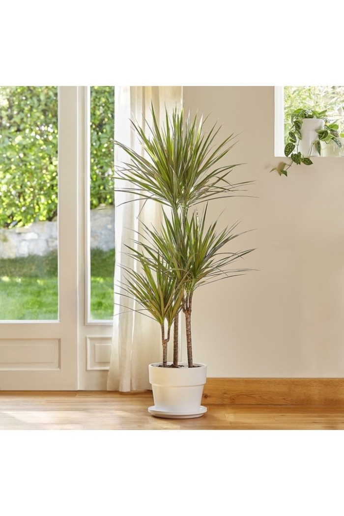 Драцена маргината маджента