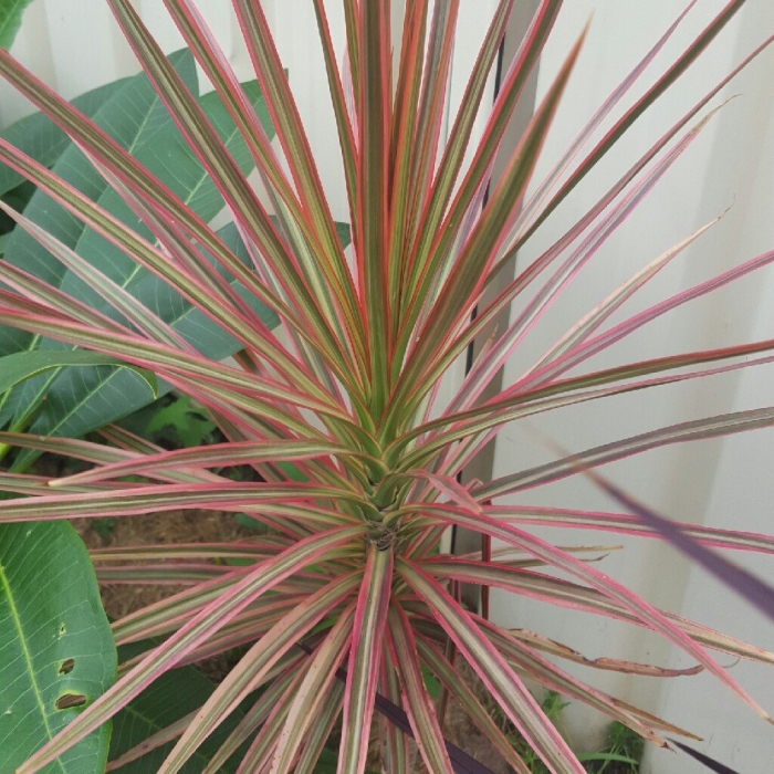 Драцена маргината триколор