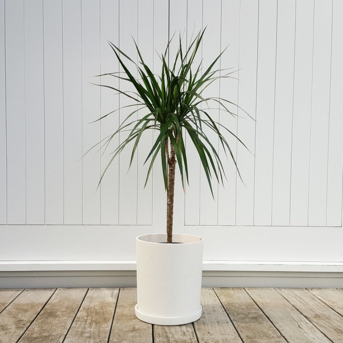 Пальма драцена маргината