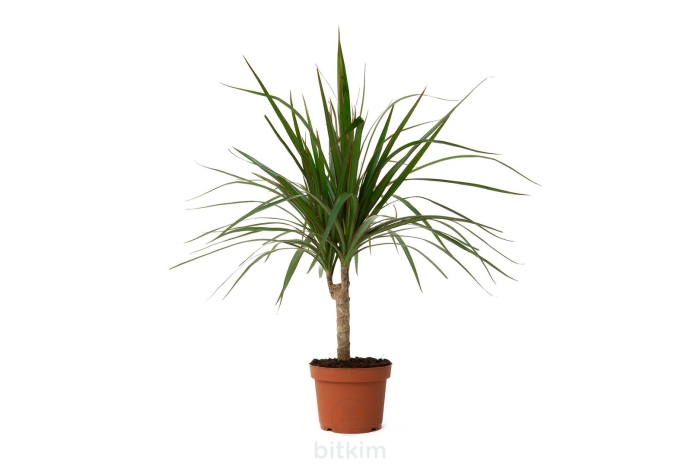 Драцена маргината окаймленная