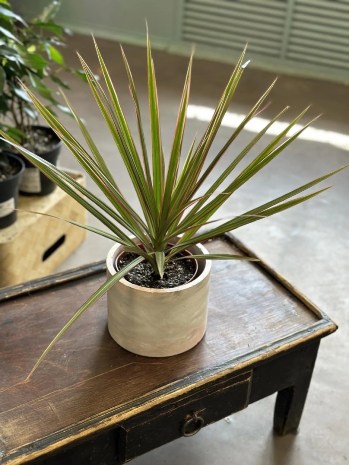 Драцена маргината биколор