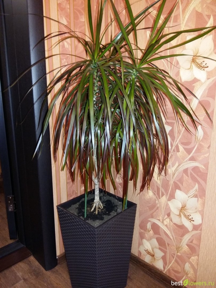 Драцена окаймлённая ма