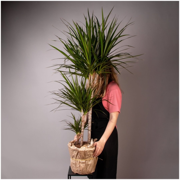 Пальма драцена маргината маджента