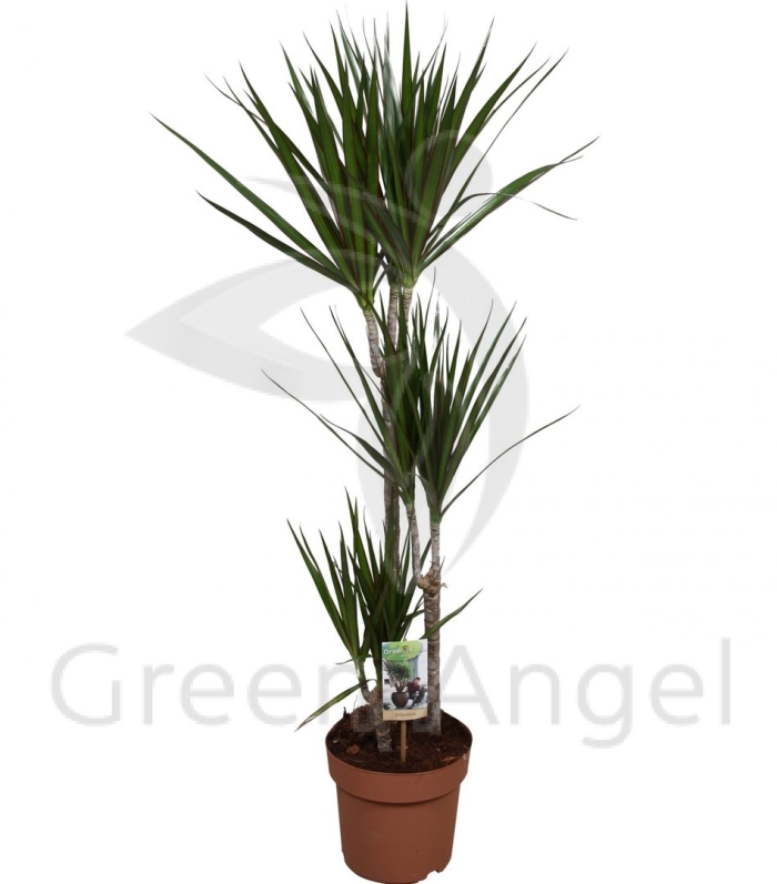 Драцена маргината маджента