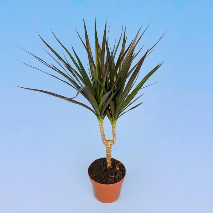 Драцена маргината