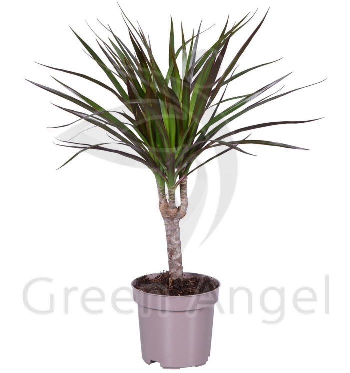 Драцена маргината