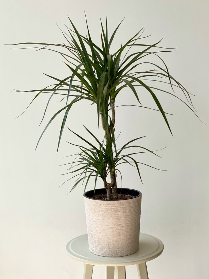 Драцена юкка