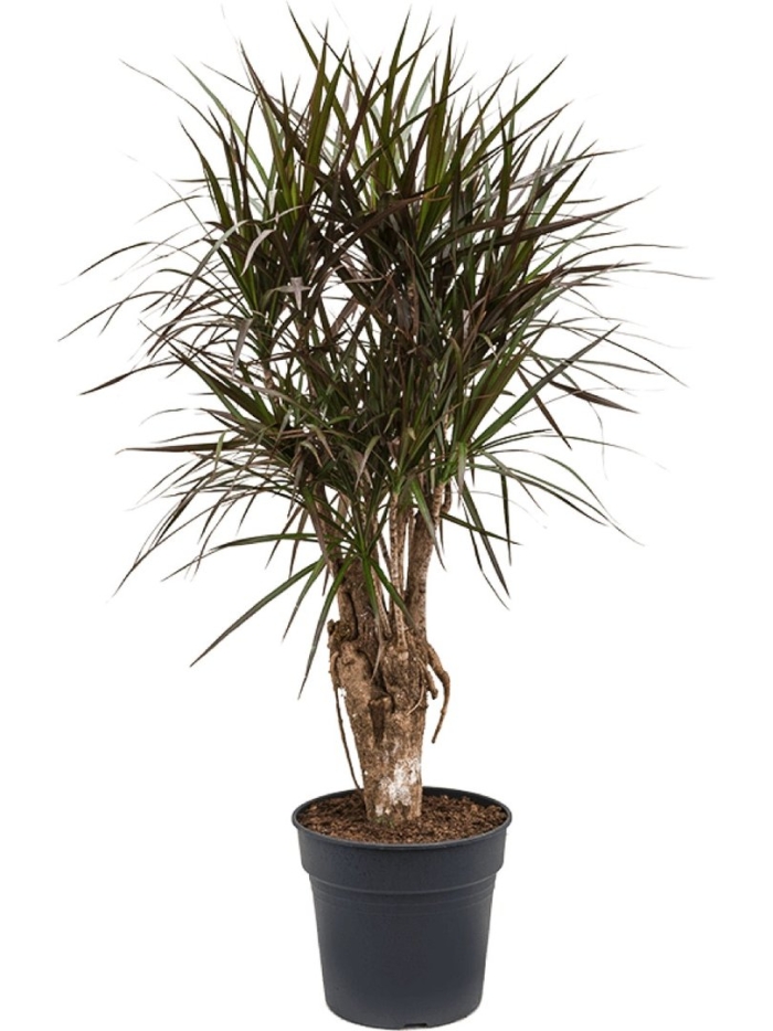 Драцена маргината манжета