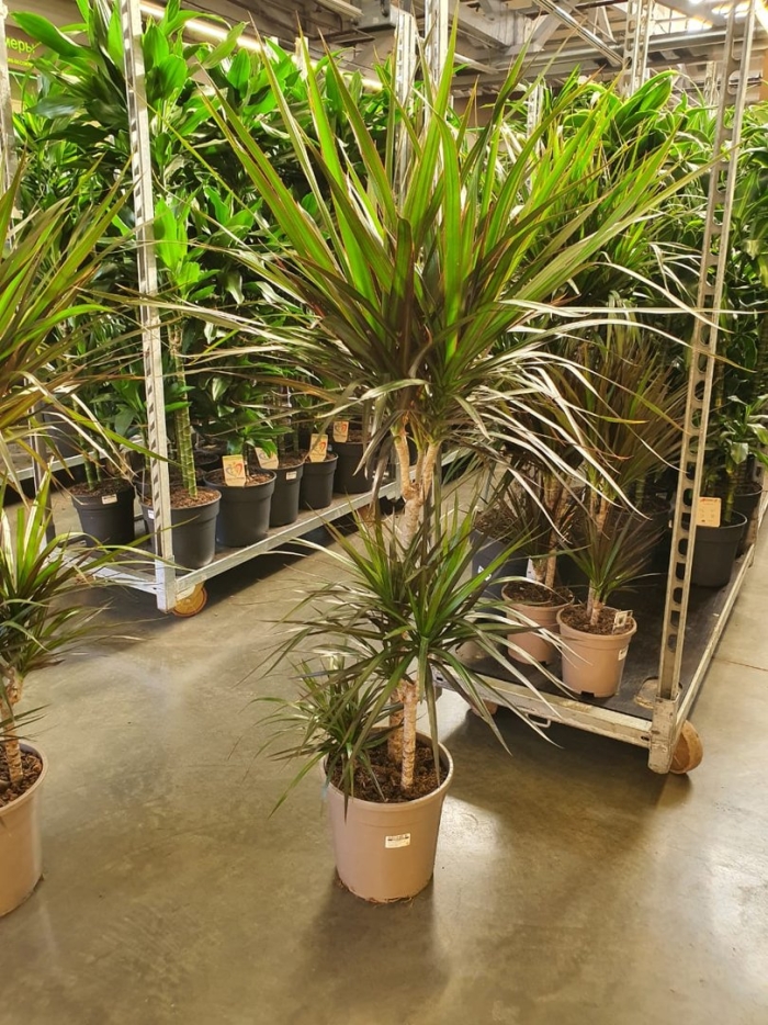 Драцена маргината маджента 3 ствола