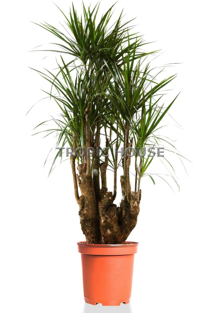 Драцена маргината