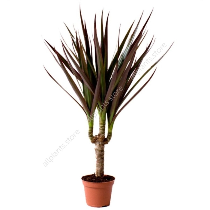 Драцена маргината биколор