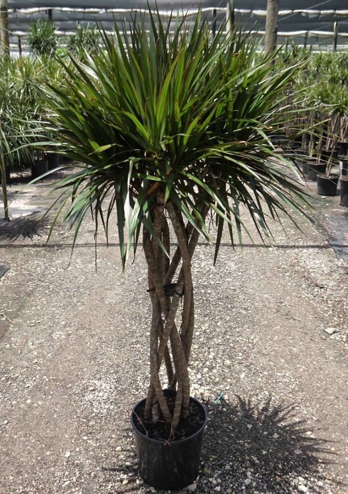 Драцена маргината ствол