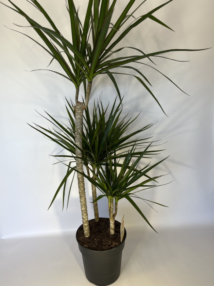 Драцена маргината грин