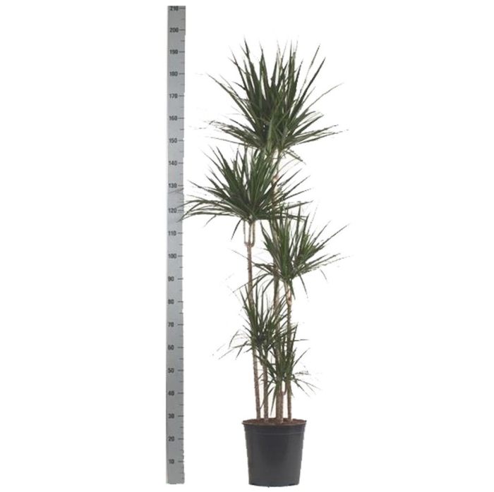 Драцена маргината биколор