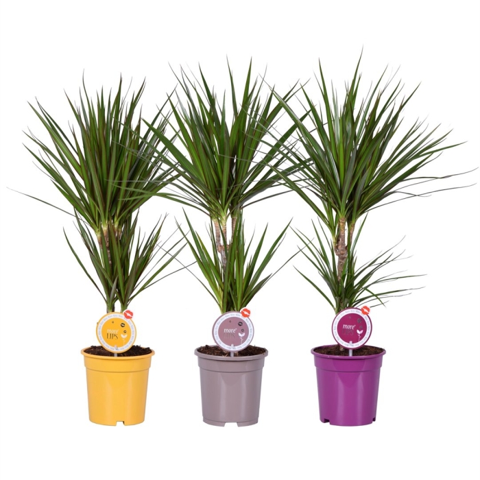 Драцена маргината микс