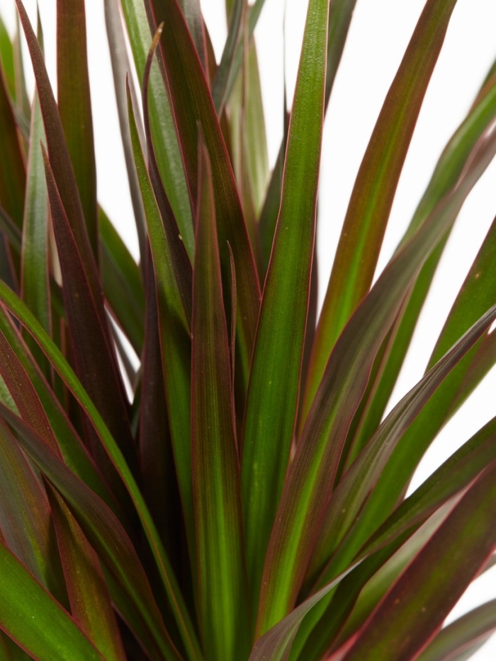 Драцена маргината плант