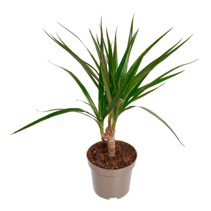 Растение драцена маргината