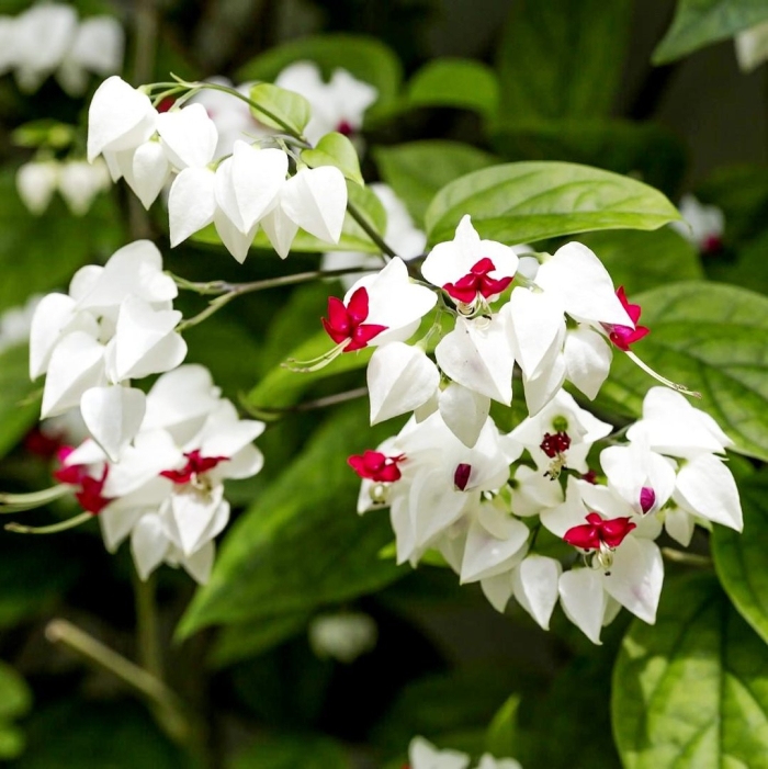 Клеродендрум томпсона комнатное растение