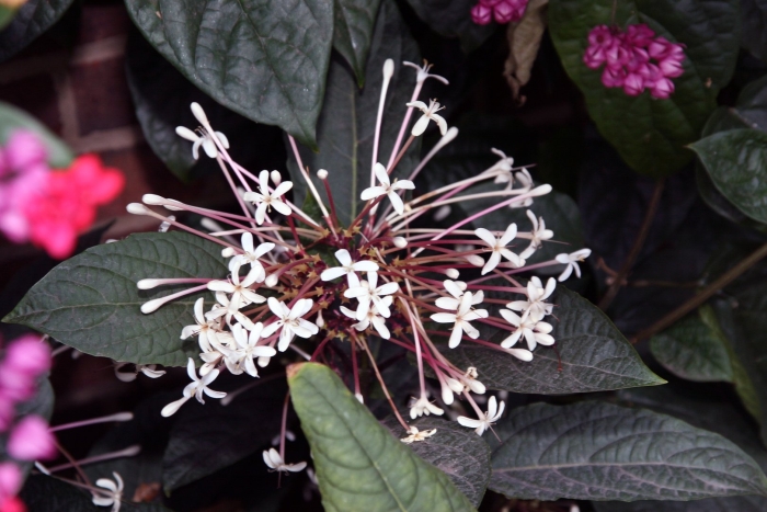 Клеродендрум quadriloculare