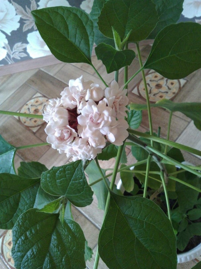 Клеродендрум филиппинский