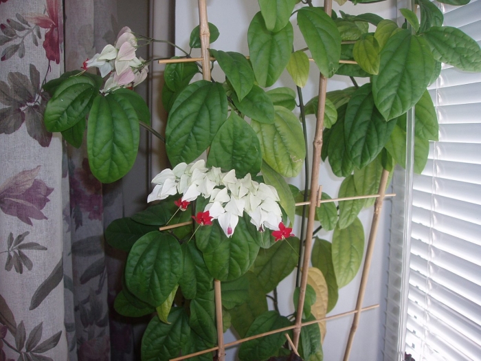 Клеродендрум лиана