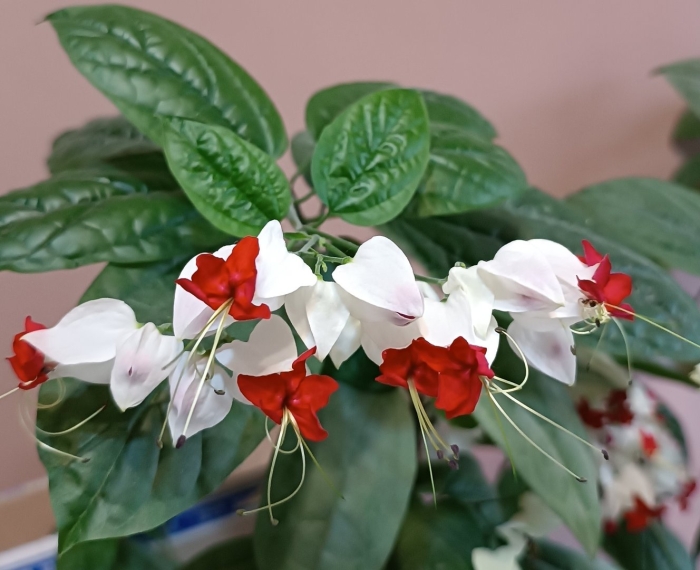 Клеродендрум томпсон