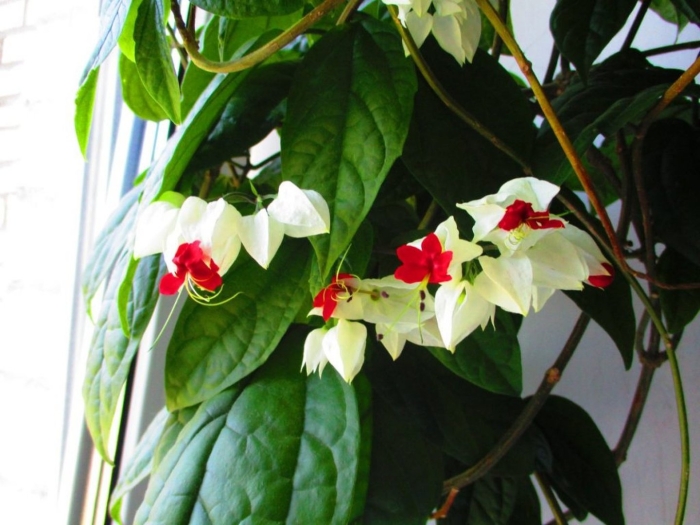 Цветок клеродендрум