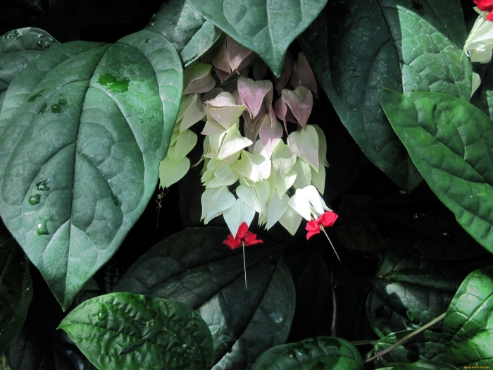 Клеродендрум томпсона сплэш