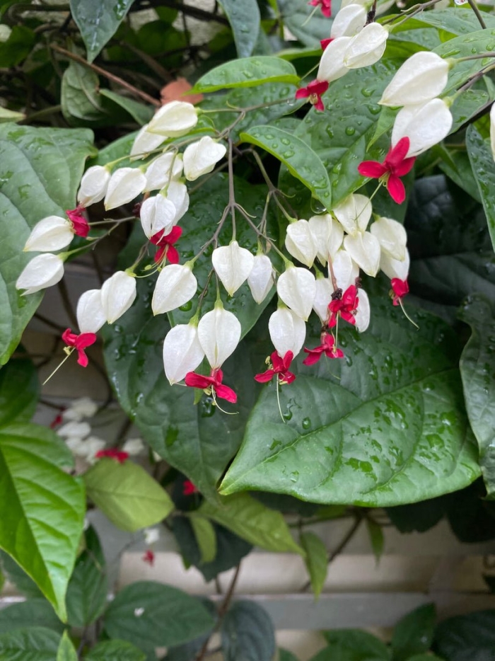 Clerodendrum thomsoniae