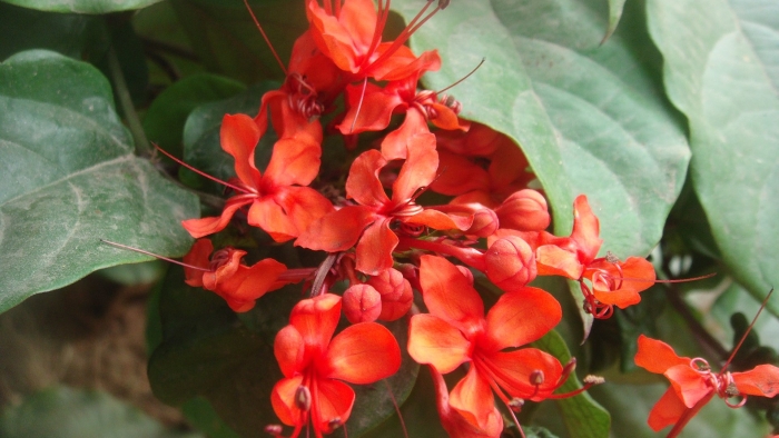 Клеродендрум splendens