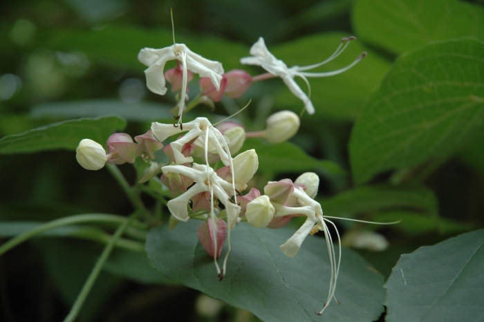 Клеродендрум schweinfurthii