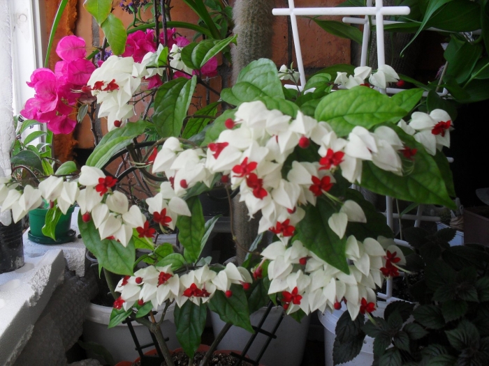 Клеродендрум томпсон