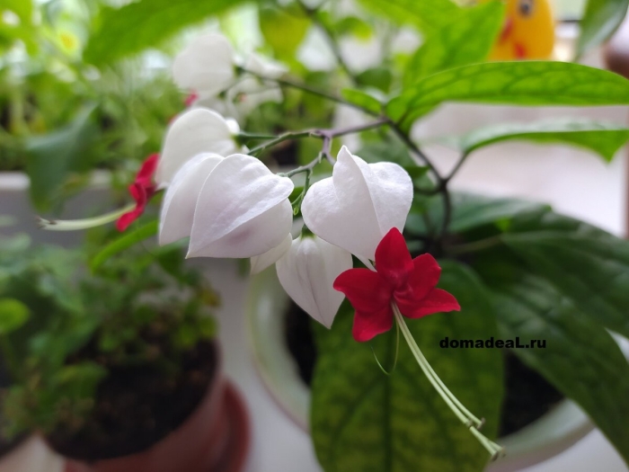 Лиана цветы клеродендрум