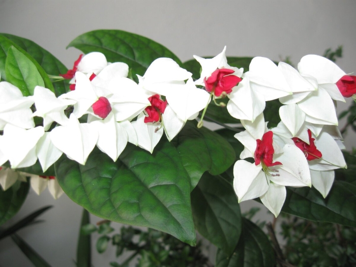 Клеродендрум томпсон альба