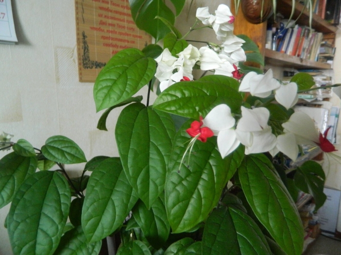 Клеродендрум томпсона родина