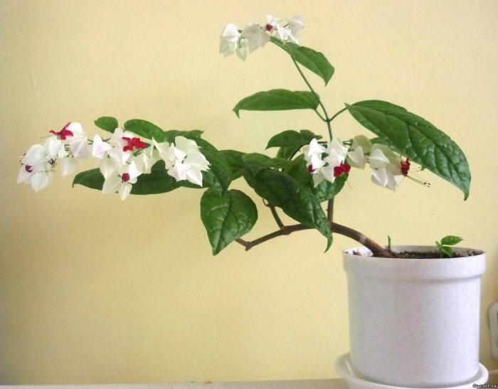 Комнатный цветок клеродендрум