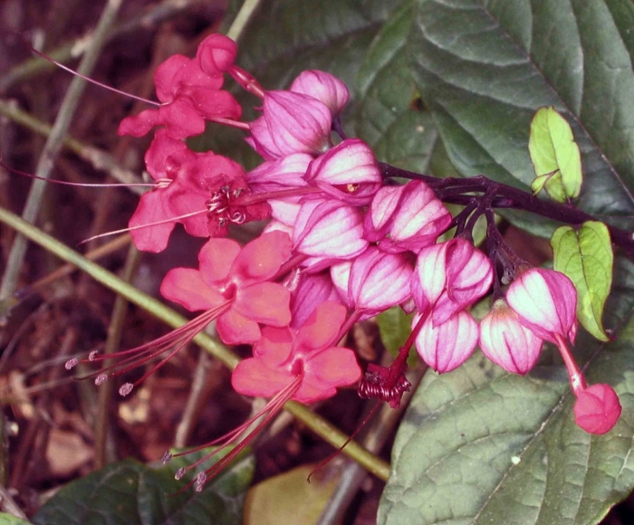 Клеродендрум прекрасный специозум