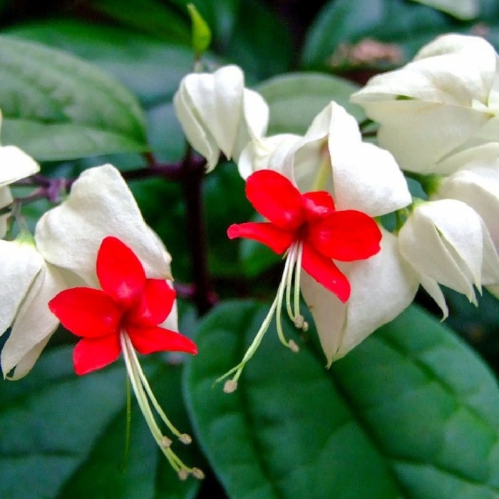 Клеродендрум цветок комнатный