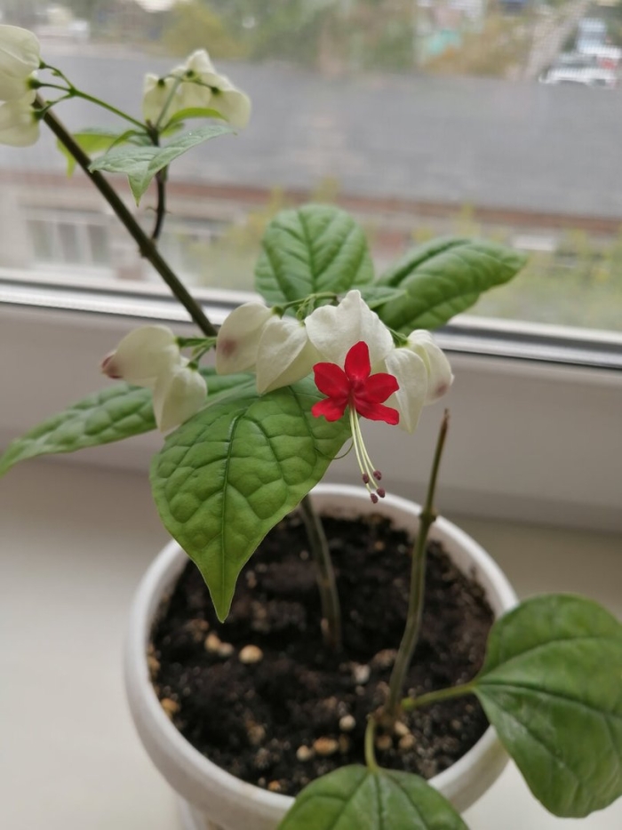 Клеродендрум томпсона уход в домашних условиях