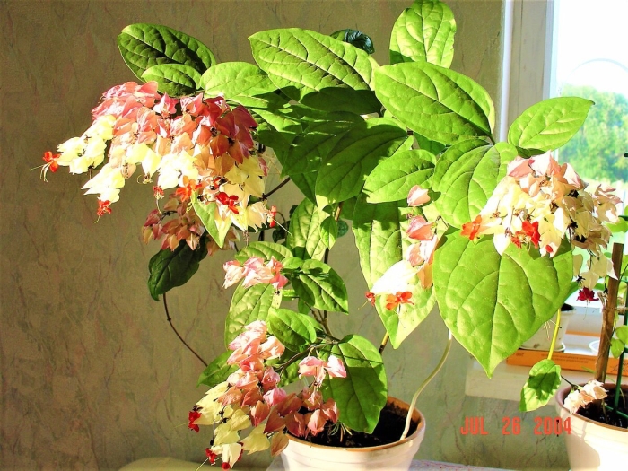 Клеродендрум томпсон