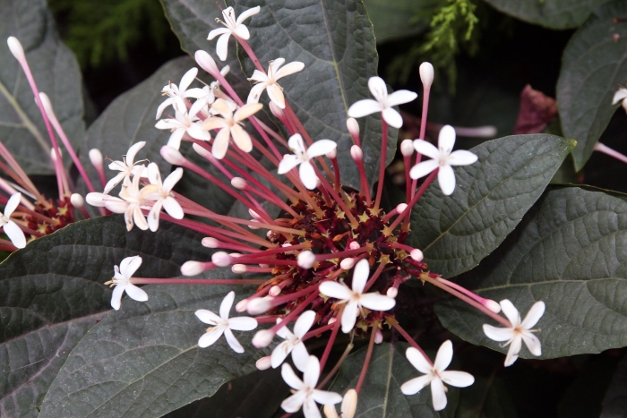 Clerodendrum quadriloculare