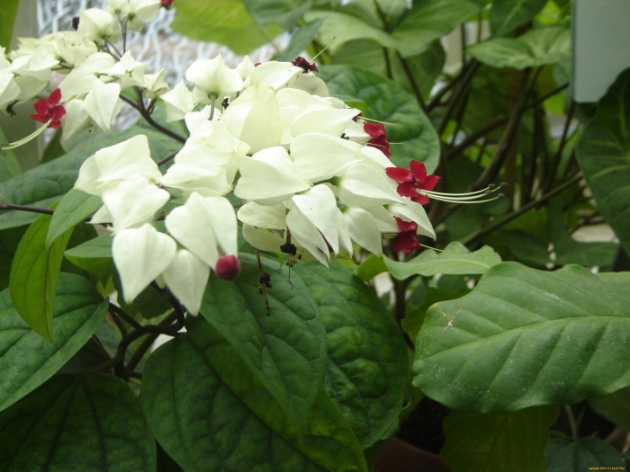 Клеродендрум цветок