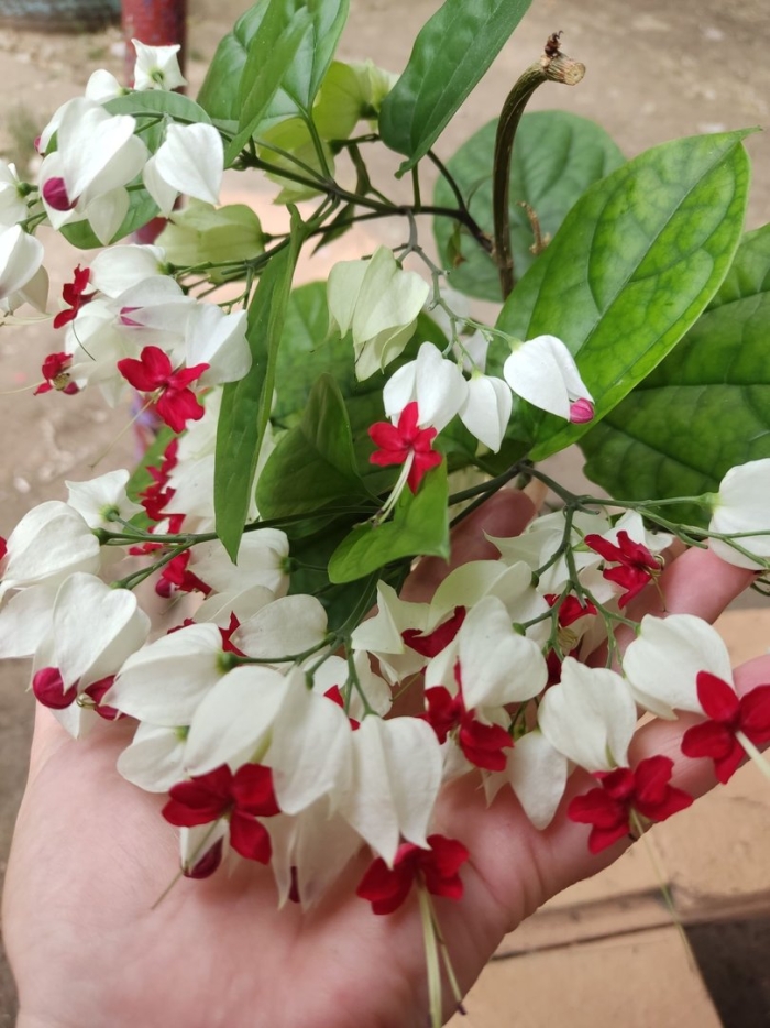 Клеродендрон 13*25