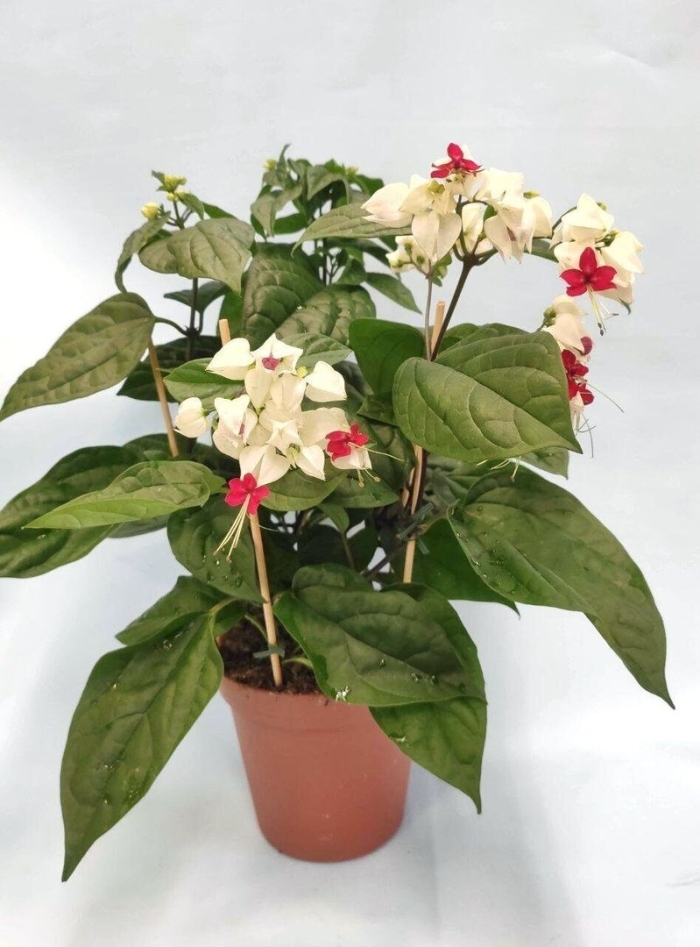 Комнатный цветок клеродендрум