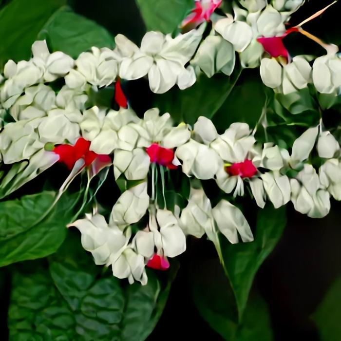 Комнатный цветок клеродендрум