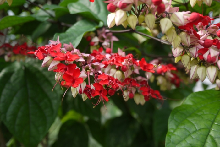 Clerodendrum splendens