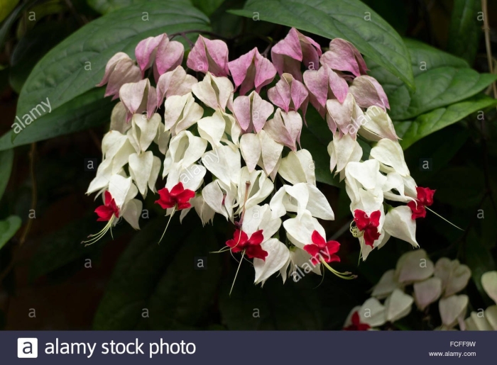 Цветок томпсона клеродендрум