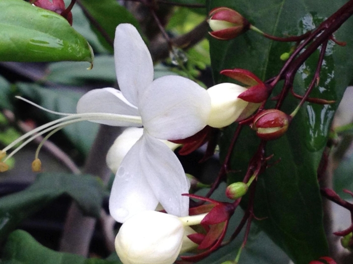 Clerodendrum smithianum