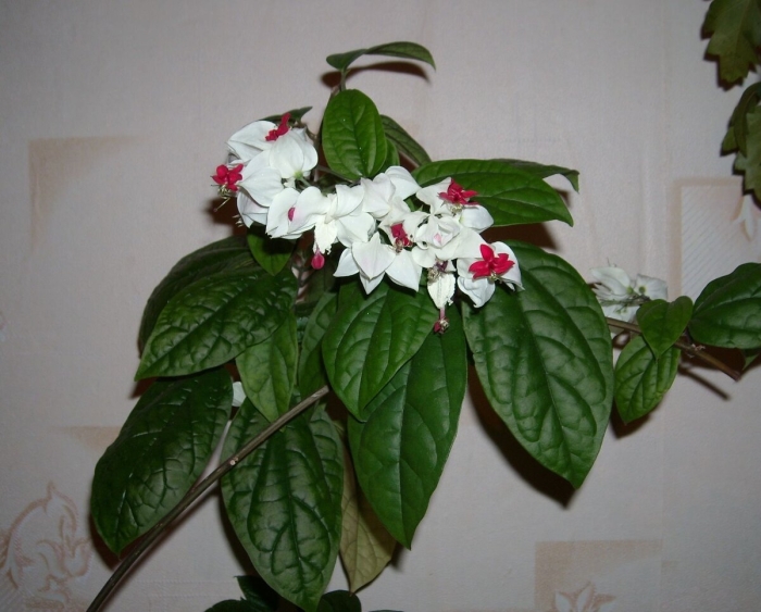 Клеродендрум томпсон